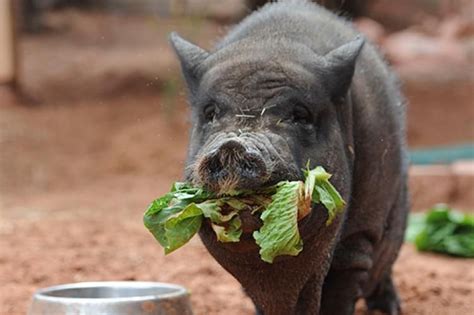 Can Potbelly Pigs Eat Farm Animal Feed